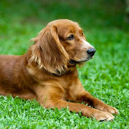 Image for Tips to Protect Your Dog From Cancer