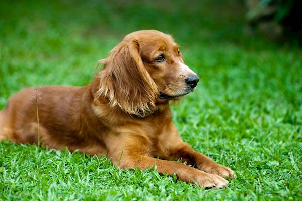 Tips to Protect Your Dog From Cancer
