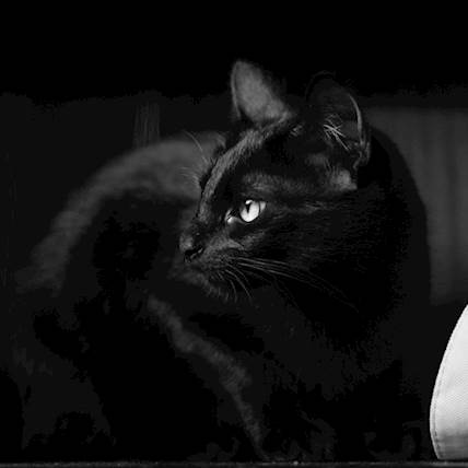 Bronchitis in Cats: A Quick Guide