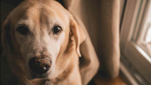 Intervertebral Disc Disease in Dogs: A Closer Look