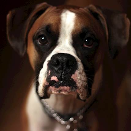 Tips to Comfort a Grieving Dog on the Death of Their Canine Companion