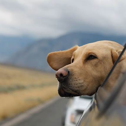 Image for How to Protect Your Pet from Fleas During a Trip