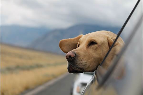 How to Protect Your Pet from Fleas During a Trip