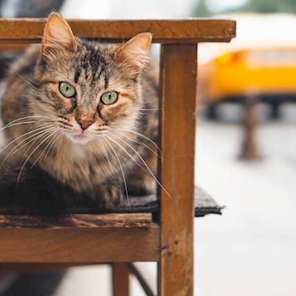 Image for Feline Cholangitis/Cholangiohepatitis Syndrome