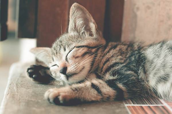 Probiotics For Cats: Everything You Need To Know