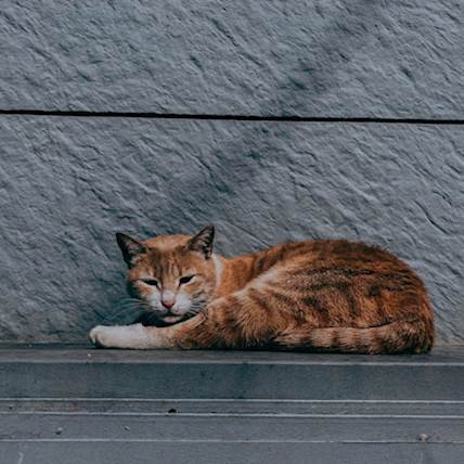 Image for Vestibular Disease in Cats: A Quick Guide