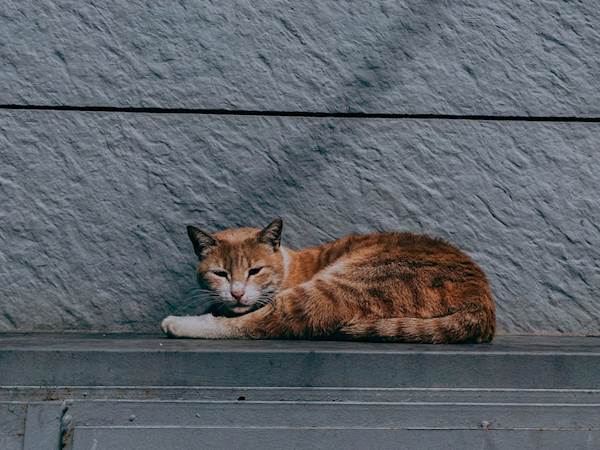 Vestibular Disease in Cats: A Quick Guide