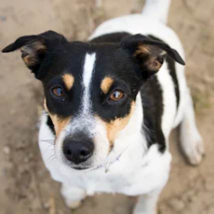Dogs Can Smell Carbon Monoxide