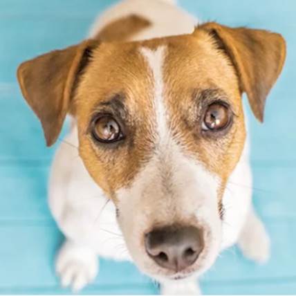 Protecting Your Pooch | PetCareRx