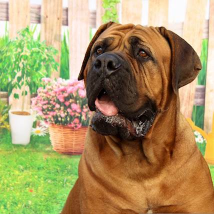 Lungworm Infection in Dogs: Symptoms, Treatment, and Prevention