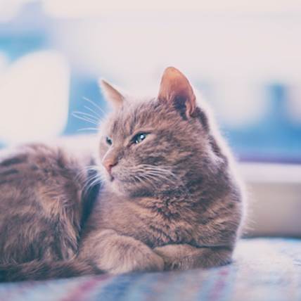 Neuroendocrine Tissue Tumors in Cats: A Closer Look