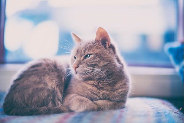 Neuroendocrine Tissue Tumors in Cats: A Closer Look