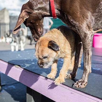 Image for Dog Daycare 101 