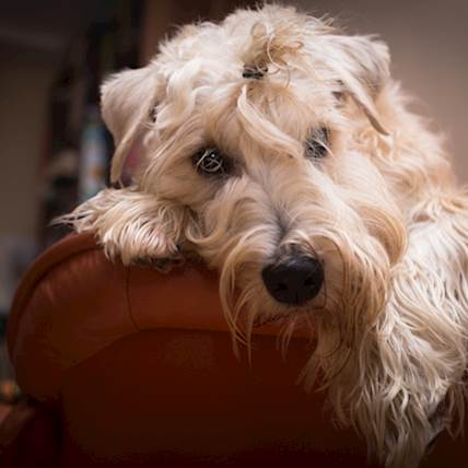 Megaesophagus in Dogs: Causes, Symptoms, and Treatment