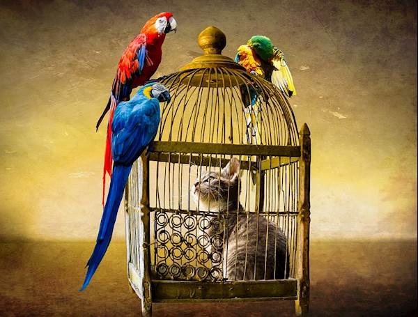 Are Bird Cages Dangerous for Cats?