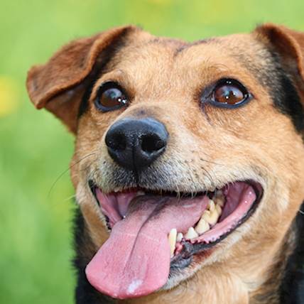 Septicemia and Bacteremia in Dogs