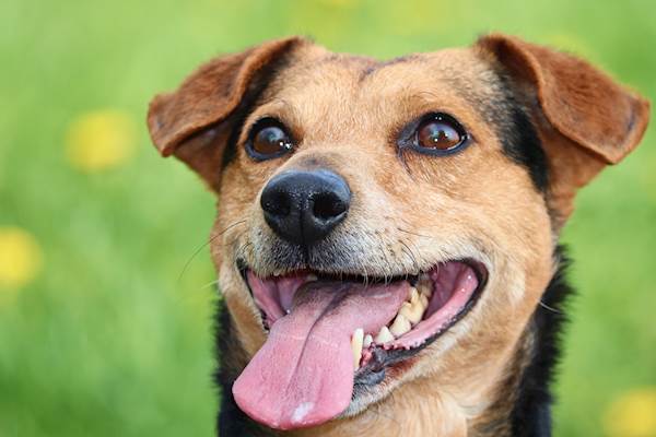 Septicemia and Bacteremia in Dogs