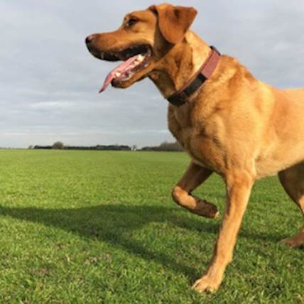 Carprofen for Dogs