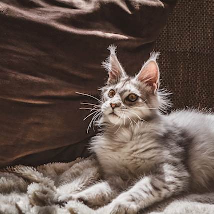 Cherry Eye in Cats: Causes, Risks, and Treatment