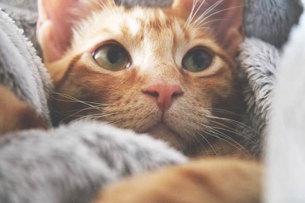 Nose Bleed in Cats: Causes, Diagnosis, and Treatment