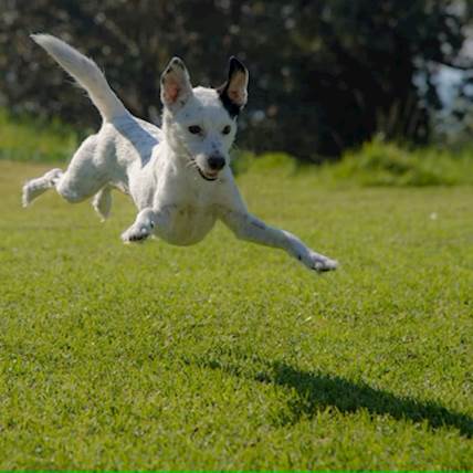 Image for Things You Must Do When Raising an Active Dog