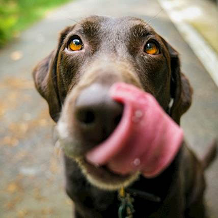 Pill Wrap for Dogs and Other Sneaky Techniques for Giving Medicines to Your Pooch