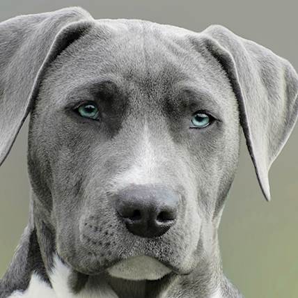 What Are The Early Signs Of Leishmaniasis In Dogs?