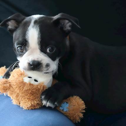 Resource Guarding in Dogs: How to Deal With It?