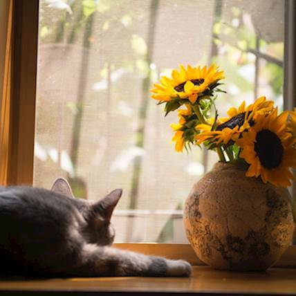 Image for Salivary Gland Tumors in Cats: A Detailed Guide