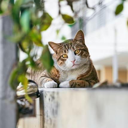 Image for What to Expect When Adopting a Stray Cat