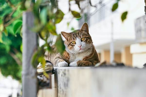 What to Expect When Adopting a Stray Cat