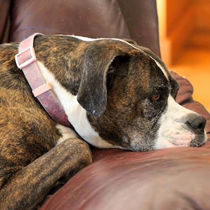 Image for Separation Anxiety in Dogs: Symptoms, Causes, Treatments and More