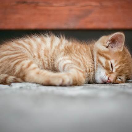 Malignant Hyperthermia in Cats: Causes, Symptoms, and Treatment