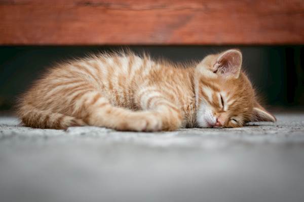 Malignant Hyperthermia in Cats: Causes, Symptoms, and Treatment