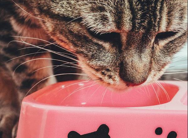 Navigating the Transition: When to Switch from Kitten to Adult Cat Food