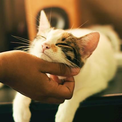 The Ultimate Flea Prevention Plan for Busy Cat Parents