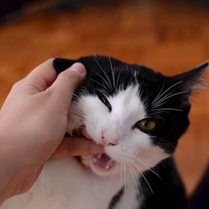 Image for Tooth Fracture in Cats: Prevention and Management
