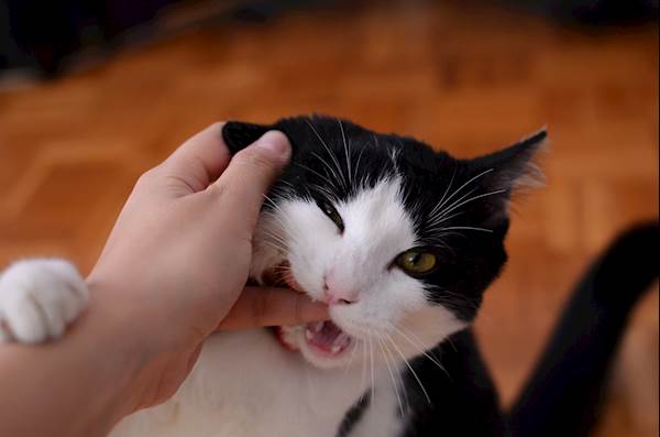 Tooth Fracture in Cats: Prevention and Management