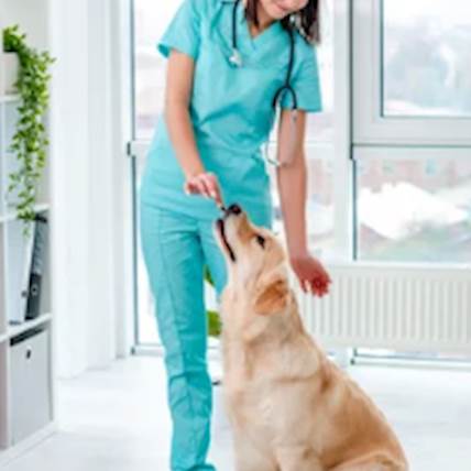 Furry Friends' Pharmacy