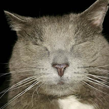 Hemophilia in Cats: Types, Causes, Symptoms, and Treatment