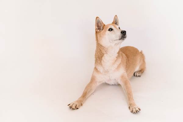 Artery Inflammation in Dogs: A Closer Look