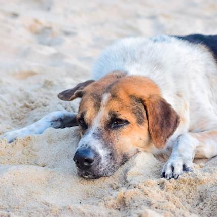 Abnormal Protein Production (Paraproteinemia) in Dogs