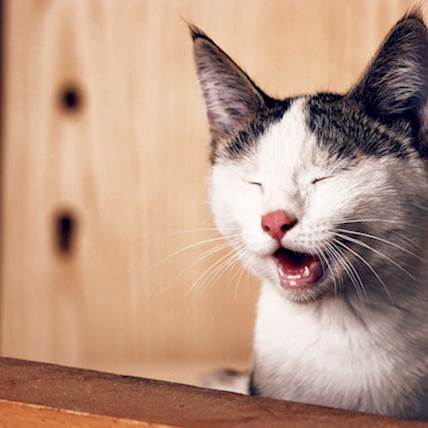 Feline Stomatitis: Causes, Symptoms, and Treatment