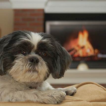 How You Can Trick Your Pets Into Thinking That They Are Safe at Home