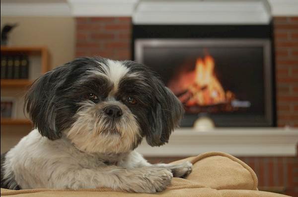 How You Can Trick Your Pets Into Thinking That They Are Safe at Home