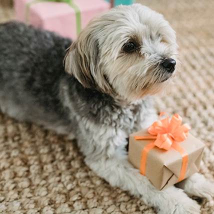 Image for Insufficient Urine Production in Dogs: Causes, Symptoms, and Treatment