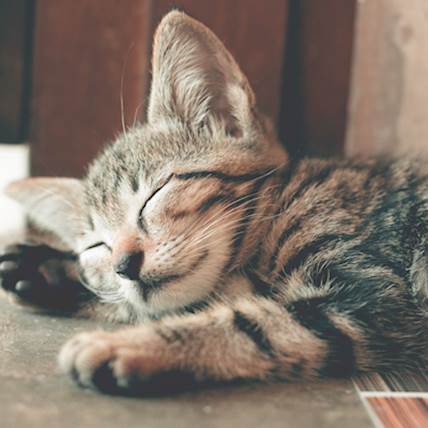 Hypertrophic Cardiomyopathy in Cats