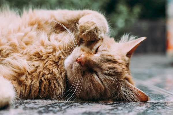 Top 4 Hill s Cat Foods for Urinary and Kidney Care in 2024 PetCareRx