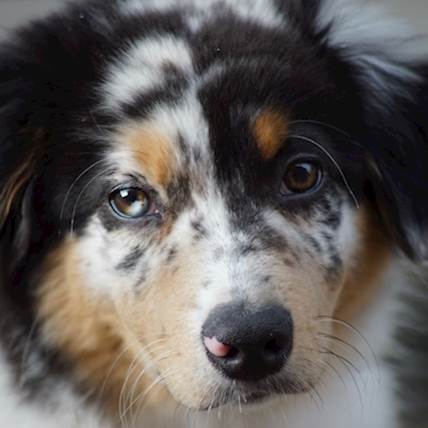 Liver Fistula in Dogs: Symptoms, Diagnosis, and Treatment