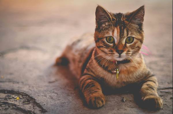 Common Fungal Infections in Cats and How Antifungal Medications Help